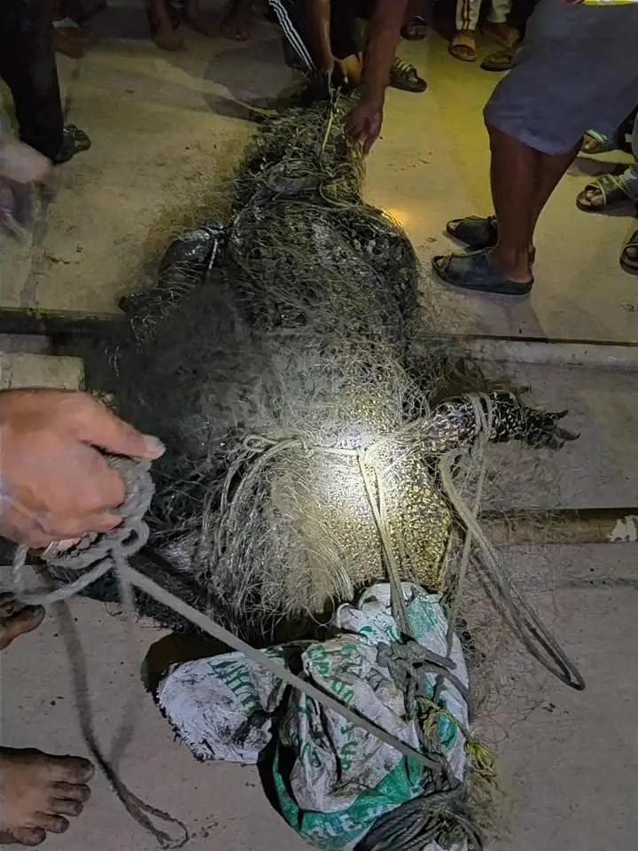 ชาวบ้านลุยเอง พบจระเข้น้ำเค็ม 4 เมตร โผล่เกยตื้นริมคลอง เหวี่ยงแหจับสิ้นลาย
