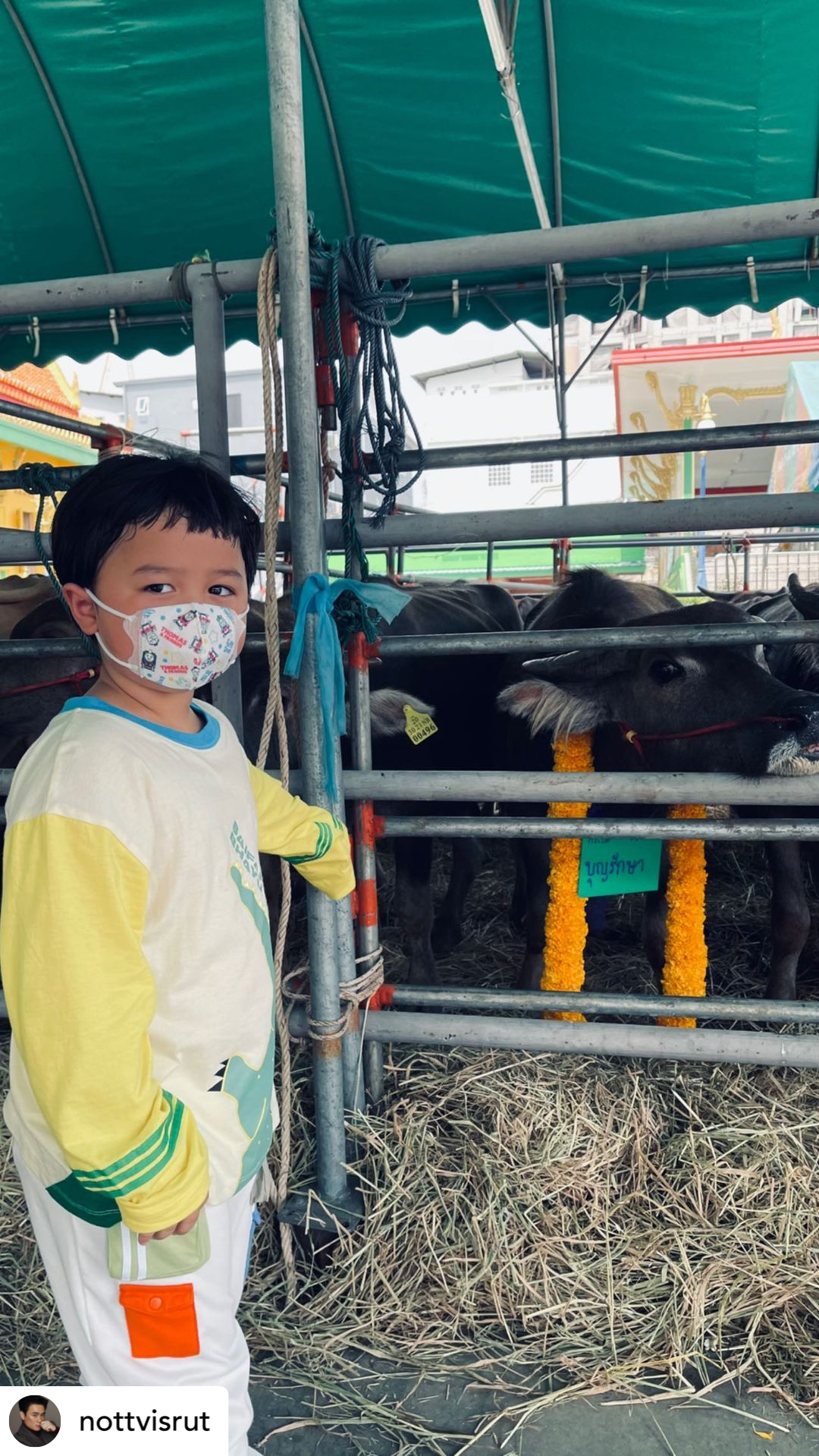 พ่อน็อต-แม่ชมพู่ จูงมือทายาทฝาแฝด น้องสายฟ้า-น้องพายุ ทำบุญไถ่ชีวิตโคกระบือ