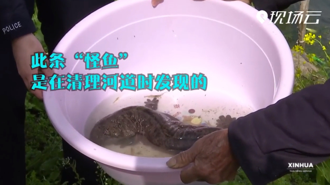 คนงานจีนพบ "ปลาประหลาด 4 ขา" ก่อนพบว่ามันคือสัตว์คุ้มครองระดับชาติ