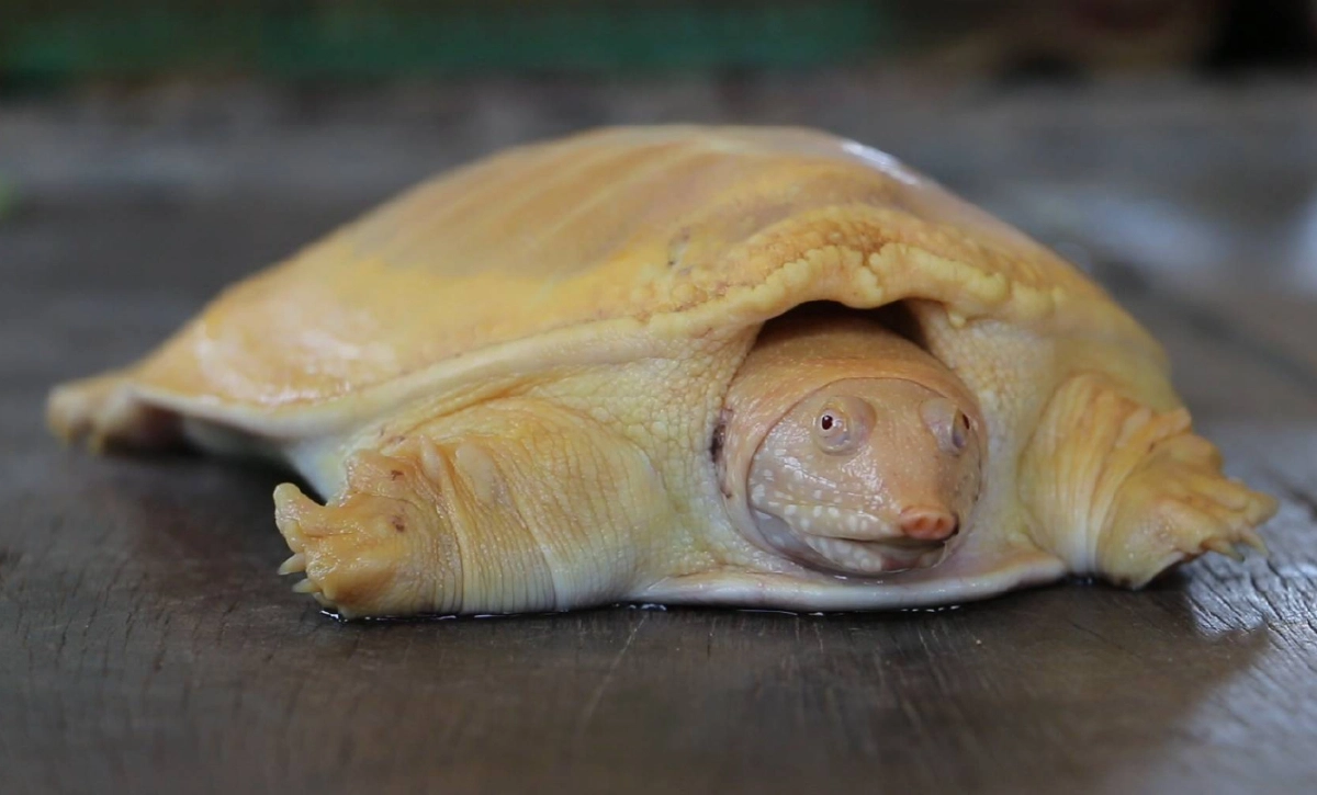 พบตะพาบน้ำสีทอง เดินต้วมเตี้ยมเข้าบ้านตอนฝนตก เจ้าของบ้านเชื่อมาให้โชค