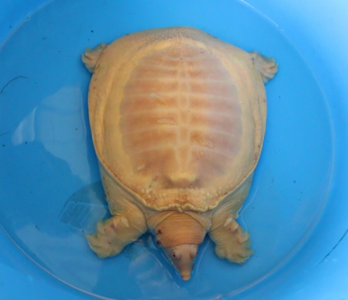 พบตะพาบน้ำสีทอง เดินต้วมเตี้ยมเข้าบ้านตอนฝนตก เจ้าของบ้านเชื่อมาให้โชค