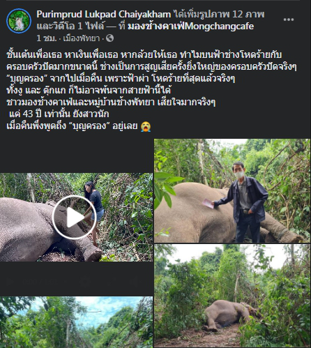 ลูกปัด ปุริมปรัชญ์ โพสต์สูญเสียครั้งยิ่งใหญ่ ช้างโดนฟ้าผ่าเสียชีวิต