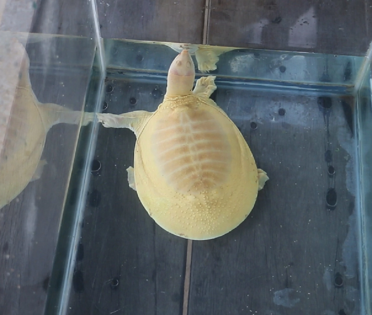 พบตะพาบน้ำสีทอง เดินต้วมเตี้ยมเข้าบ้านตอนฝนตก เจ้าของบ้านเชื่อมาให้โชค