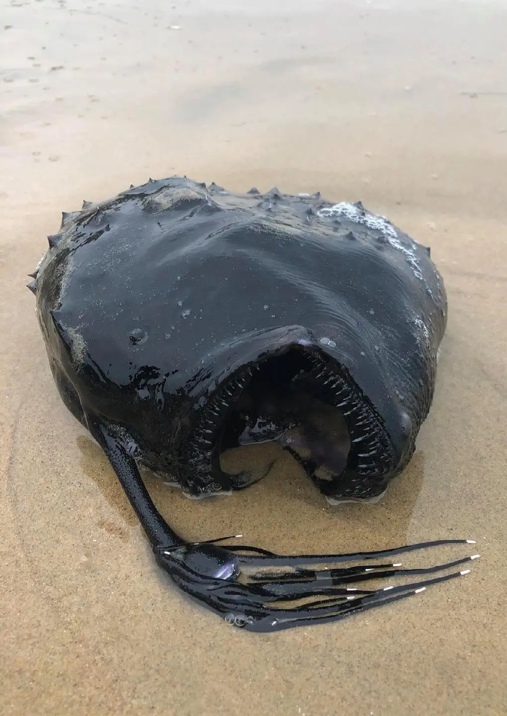 นักท่องเที่ยวผวา พบปลาประหลาด หน้าตาน่าขนลุก เกยตื้นบนชายหาดสหรัฐฯ