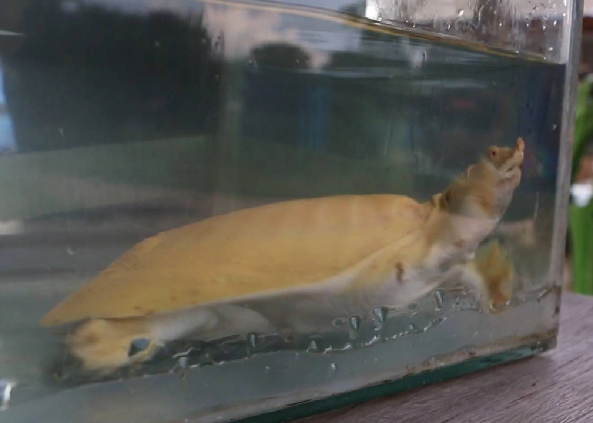 พบตะพาบน้ำสีทอง เดินต้วมเตี้ยมเข้าบ้านตอนฝนตก เจ้าของบ้านเชื่อมาให้โชค