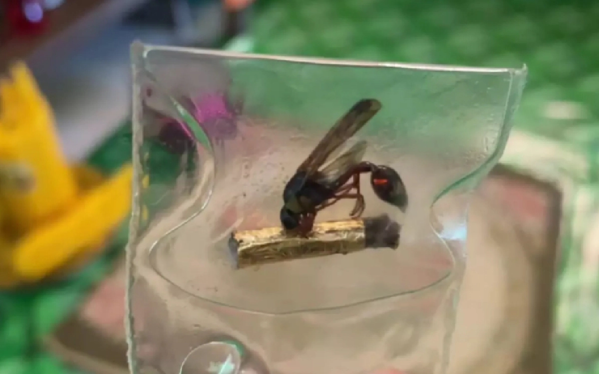 "หลวงพ่อไม้ท้าวนาคราช" ผู้เสกใบมะขามเป็นตัวต่อ เผยสืบทอดเคล็ดวิชา