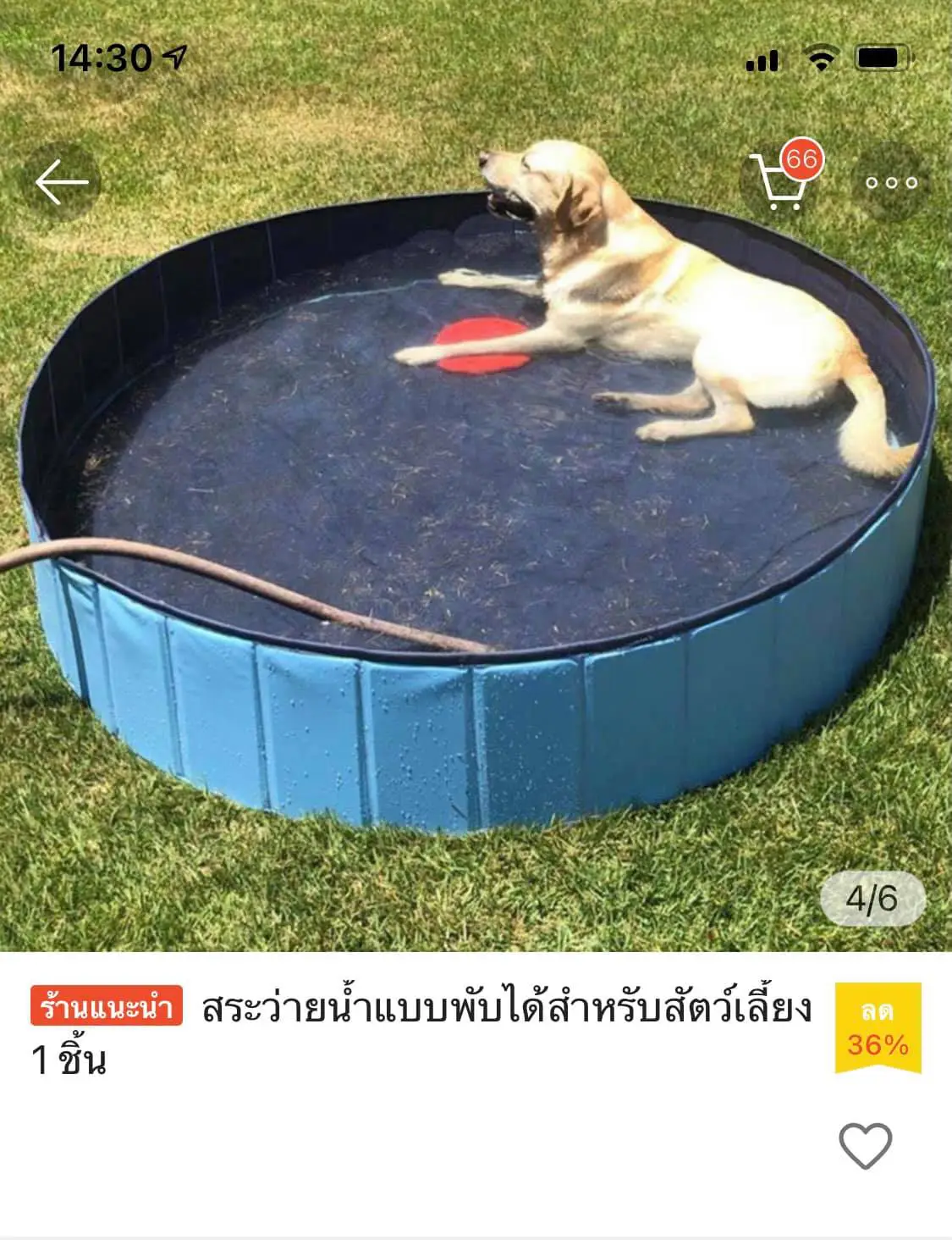 สาวฝันสลาย สั่งสระว่ายน้ำ ให้น้องหมาแสนรัก ในร้านออนไลน์ 