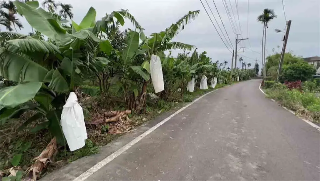เจ้าของสวนใช้ผ้าห่อเครือกล้วย ทำชาวบ้านขวัญผวา ตกใจรถเกือบแหกโค้ง