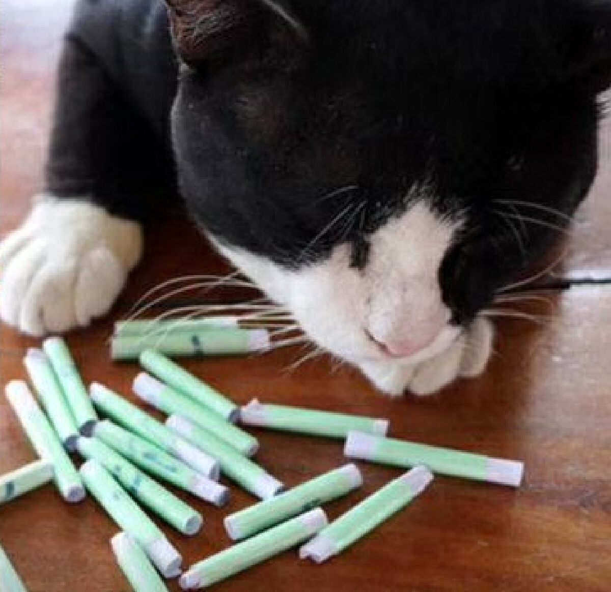 เจ้าโทนแมวใบ้หวย