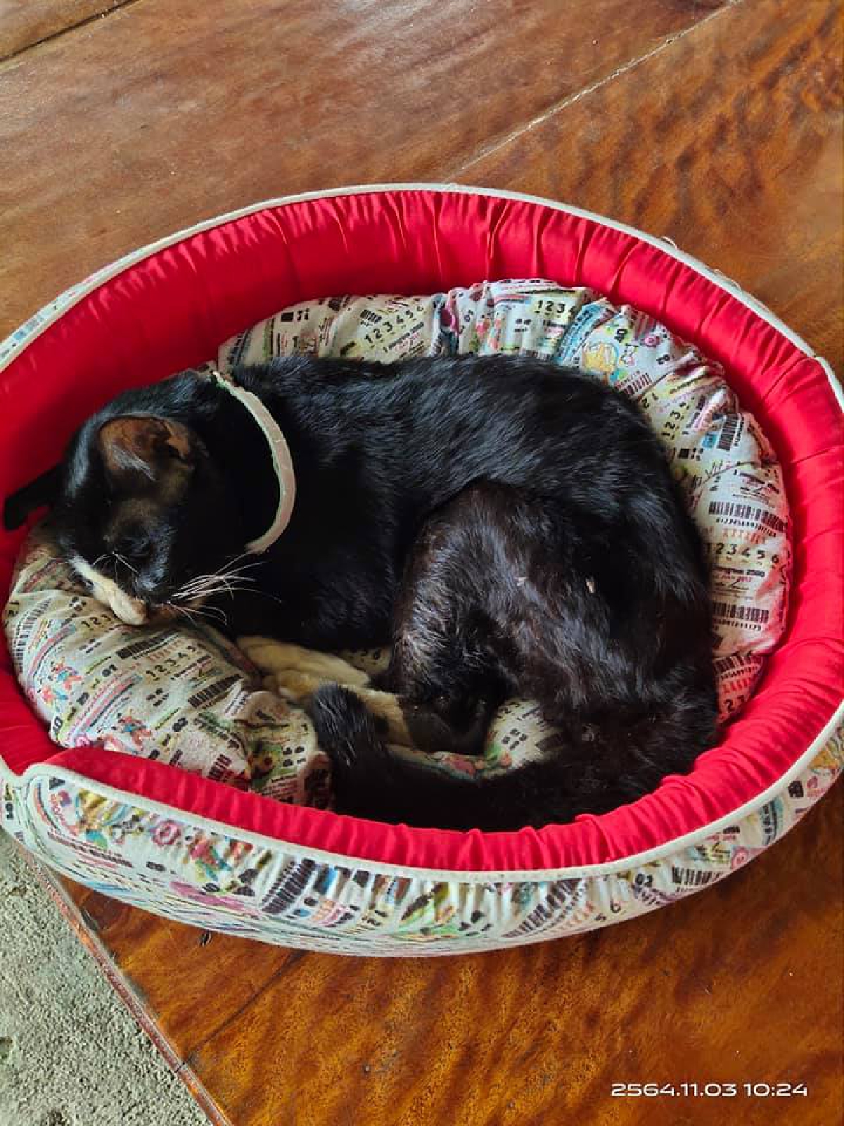 เจ้าโทนแมวใบ้หวย