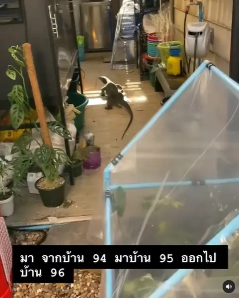 อาร์ต พศุตม์ เขียนเลขเด็ดบอกชัดๆ หลังเจอ "ตัวเงินตัวทอง" โผล่เข้าบ้าน