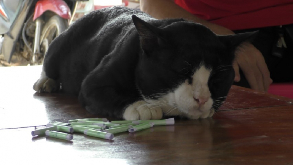 เจ้าโทนแมวใบ้หวย