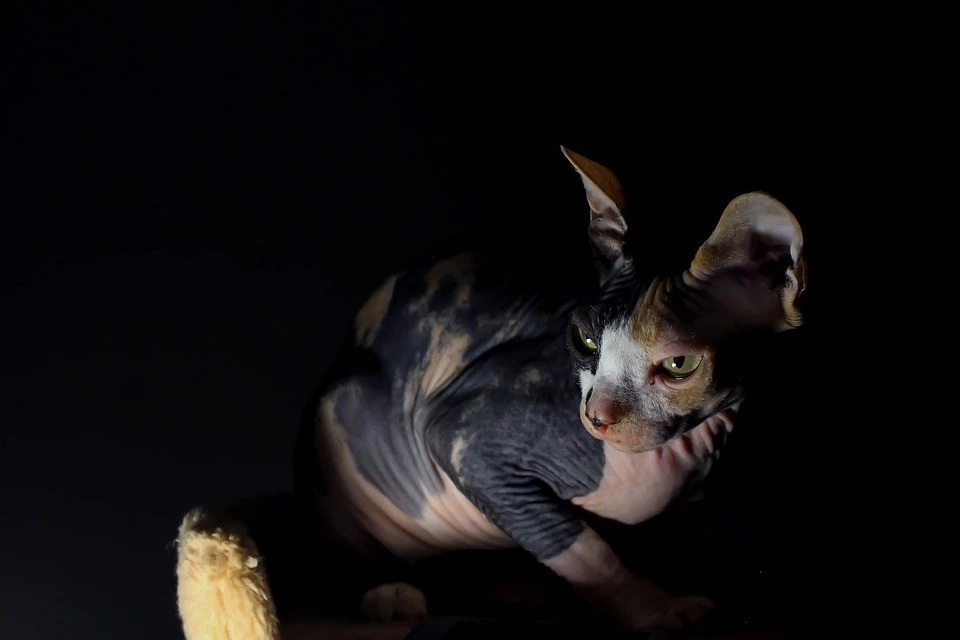The Sphynx is the only cat breed with sweat glands.