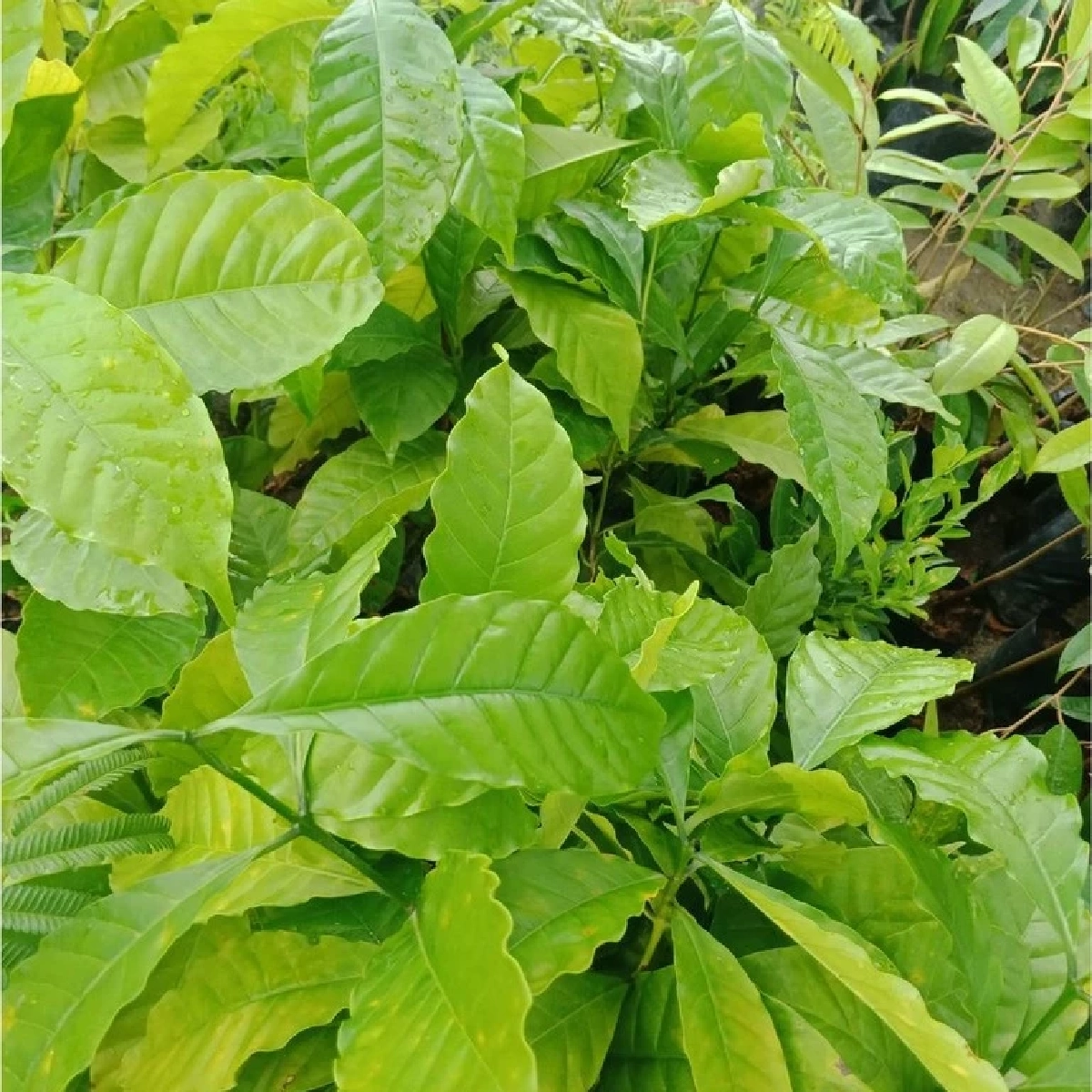 กาแฟโรบัสต้าพันธุ์ชุมพร ให้ผลผลิตสูงสุกพร้อมเพรียงกัน  แข็งแรง โตเร็ว