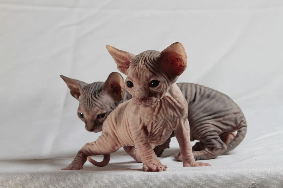 The Sphynx is the only cat breed with sweat glands.
