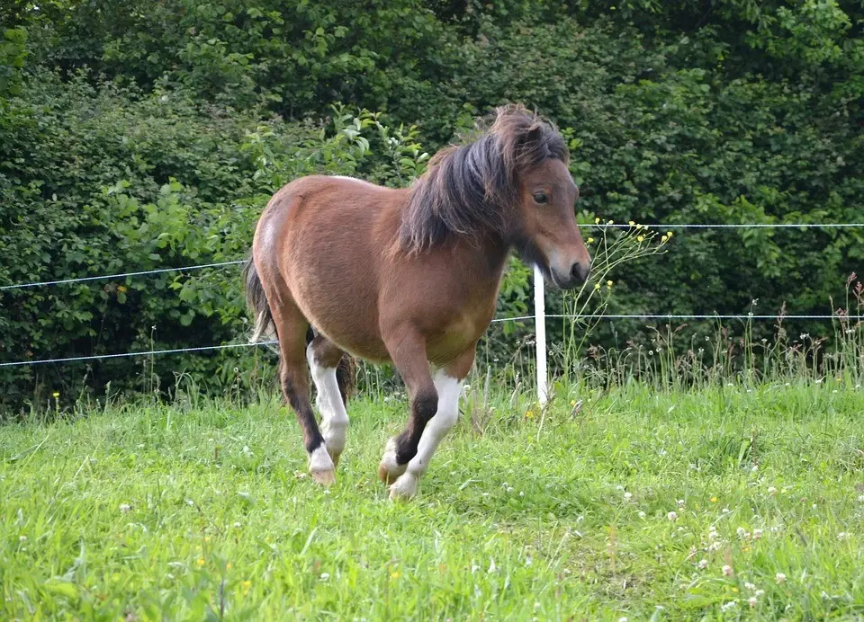 ม้าแคระเชทแลนด์สุดน่ารัก  (Shetland Pony)  