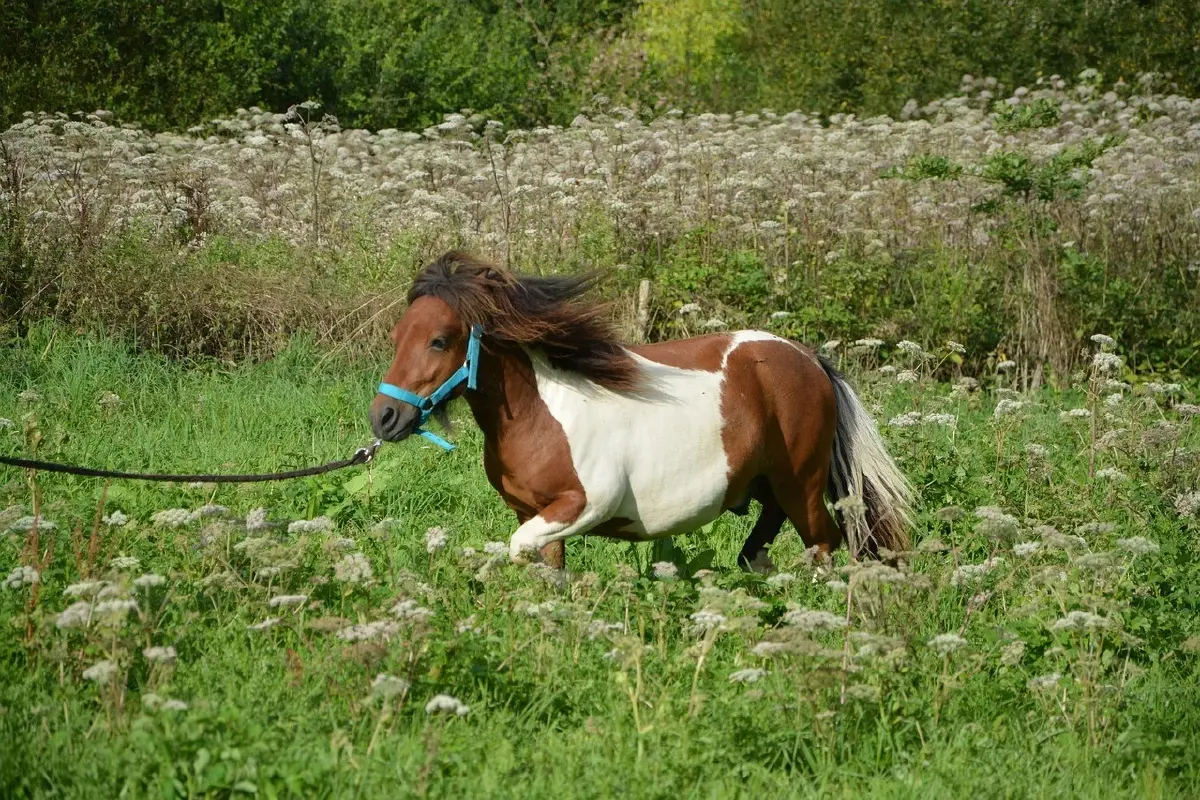 ม้าแคระเชทแลนด์สุดน่ารัก  (Shetland Pony)  