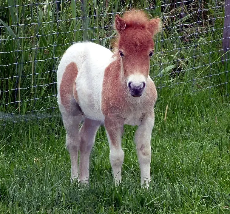 ม้าแคระเชทแลนด์สุดน่ารัก  (Shetland Pony)  