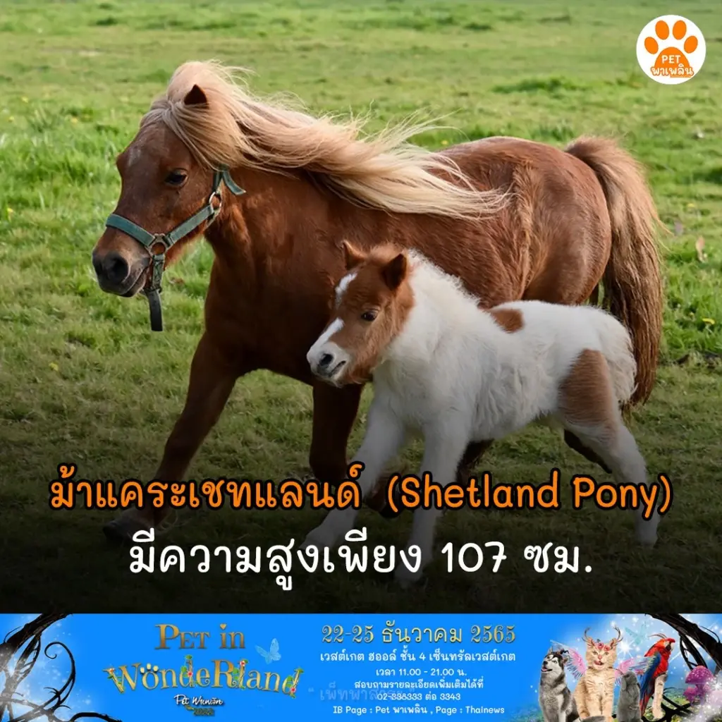 ม้าแคระเชทแลนด์สุดน่ารัก  (Shetland Pony)  