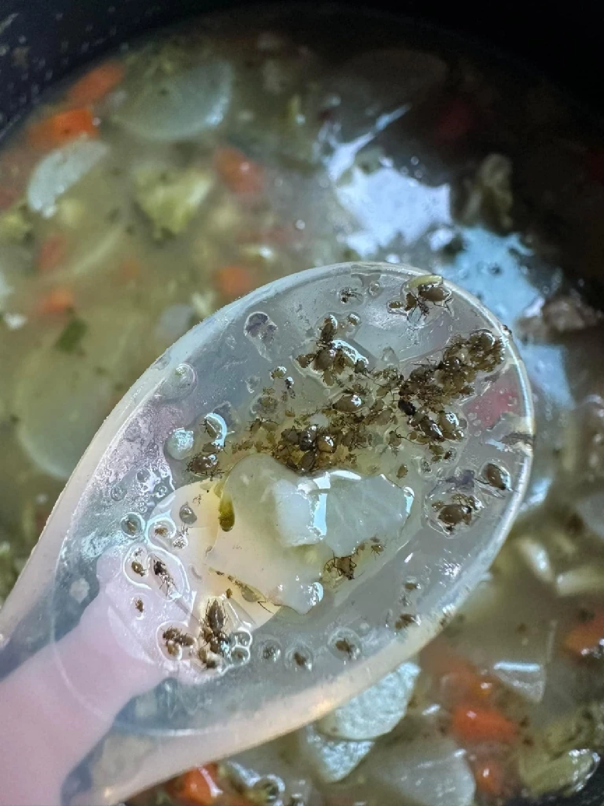 อ.เจษฎา ไขข้อสงสัย แมลงในบรอกโคลีคือตัวอะไร เป็นอันตรายหรือไม่