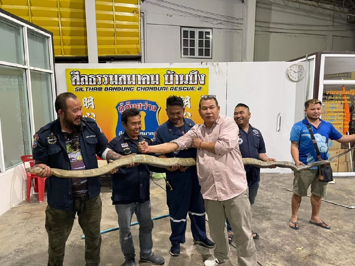 งูจงอางยักษ์สีทอง ให้โชคงวด 16/03/66 เลขทะเบียนรถกู้ภัยเข้าเต็มๆ