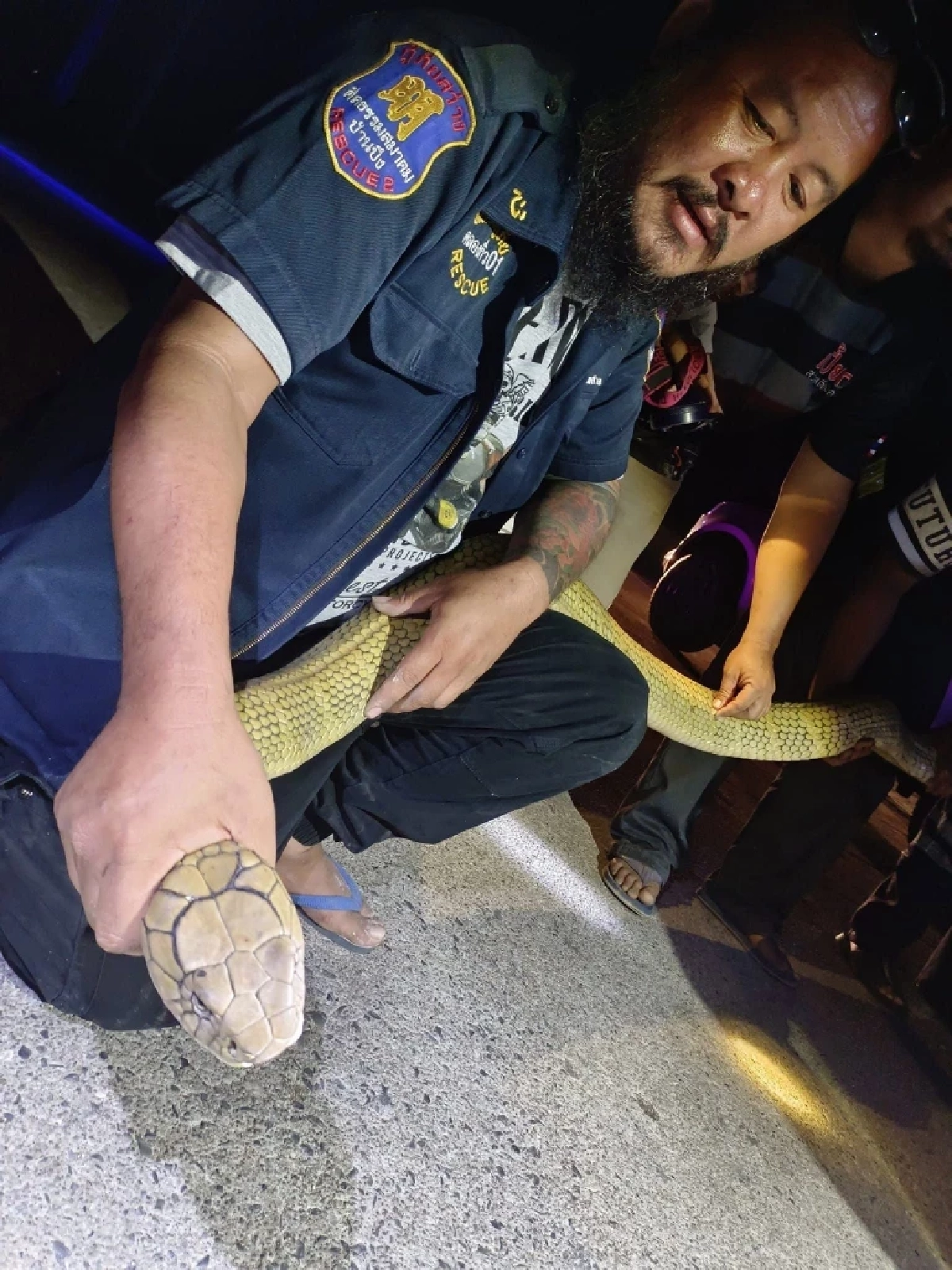 งูจงอางยักษ์สีทอง ให้โชคงวด 16/03/66 เลขทะเบียนรถกู้ภัยเข้าเต็มๆ