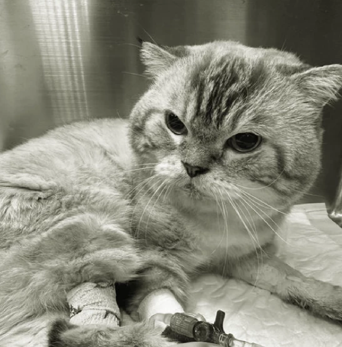 เจ้าของโพสต์เศร้า พี่เฉโป กลับดาวแมวแล้ว หลังป่วยหลายโรค