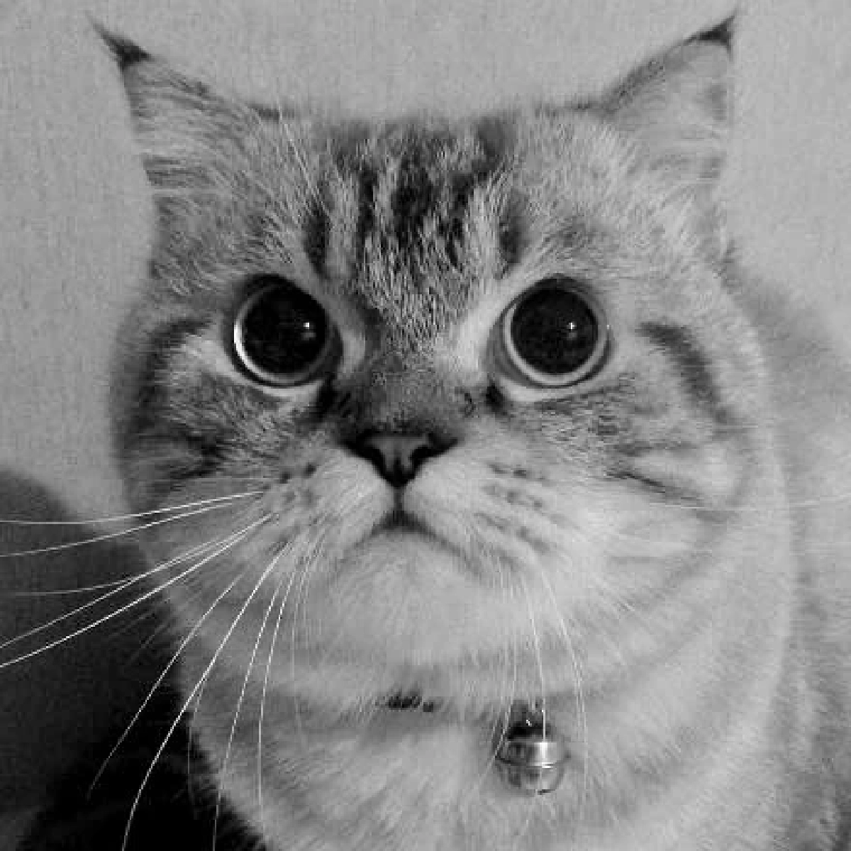 เจ้าของโพสต์เศร้า พี่เฉโป กลับดาวแมวแล้ว หลังป่วยหลายโรค