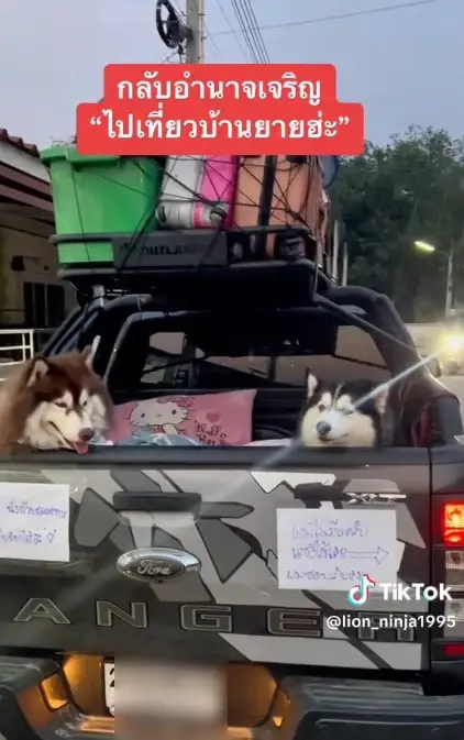 โซเชียลแห่แชร์ คลิปไซบีเรียนนั่งท้ายกระบะ ยิ่งเห็นป้ายท้ายรถยิ่งเอ็นดู