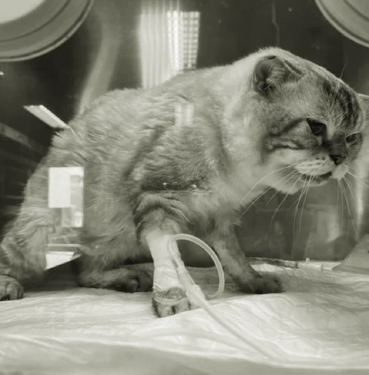 เจ้าของโพสต์เศร้า พี่เฉโป กลับดาวแมวแล้ว หลังป่วยหลายโรค