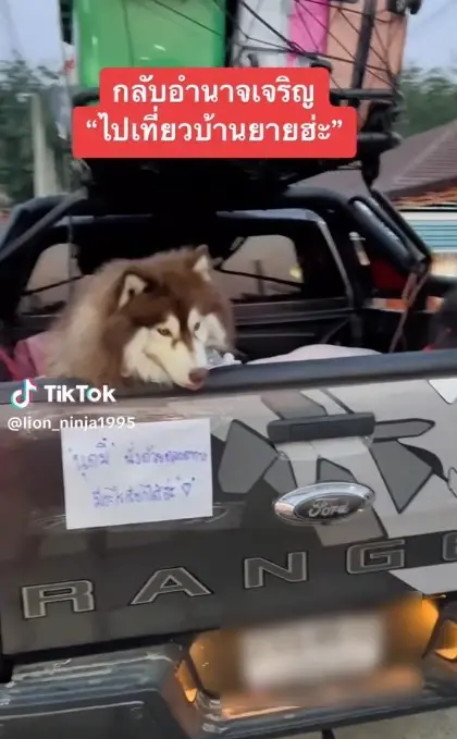 โซเชียลแห่แชร์ คลิปไซบีเรียนนั่งท้ายกระบะ ยิ่งเห็นป้ายท้ายรถยิ่งเอ็นดู