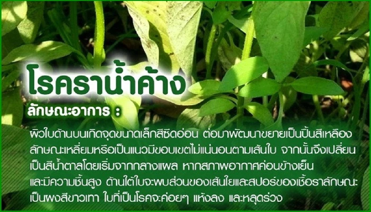 วิธีรับมือ \"5 โรคพืช\" สุดฮิตในช่วงฤดูฝน ลดความเสียหาย พืชงามแข็งแรง