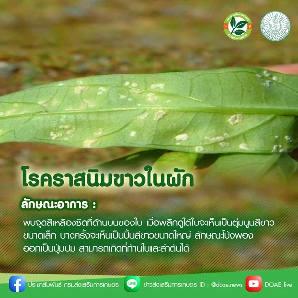 วิธีรับมือ \"5 โรคพืช\" สุดฮิตในช่วงฤดูฝน ลดความเสียหาย พืชงามแข็งแรง