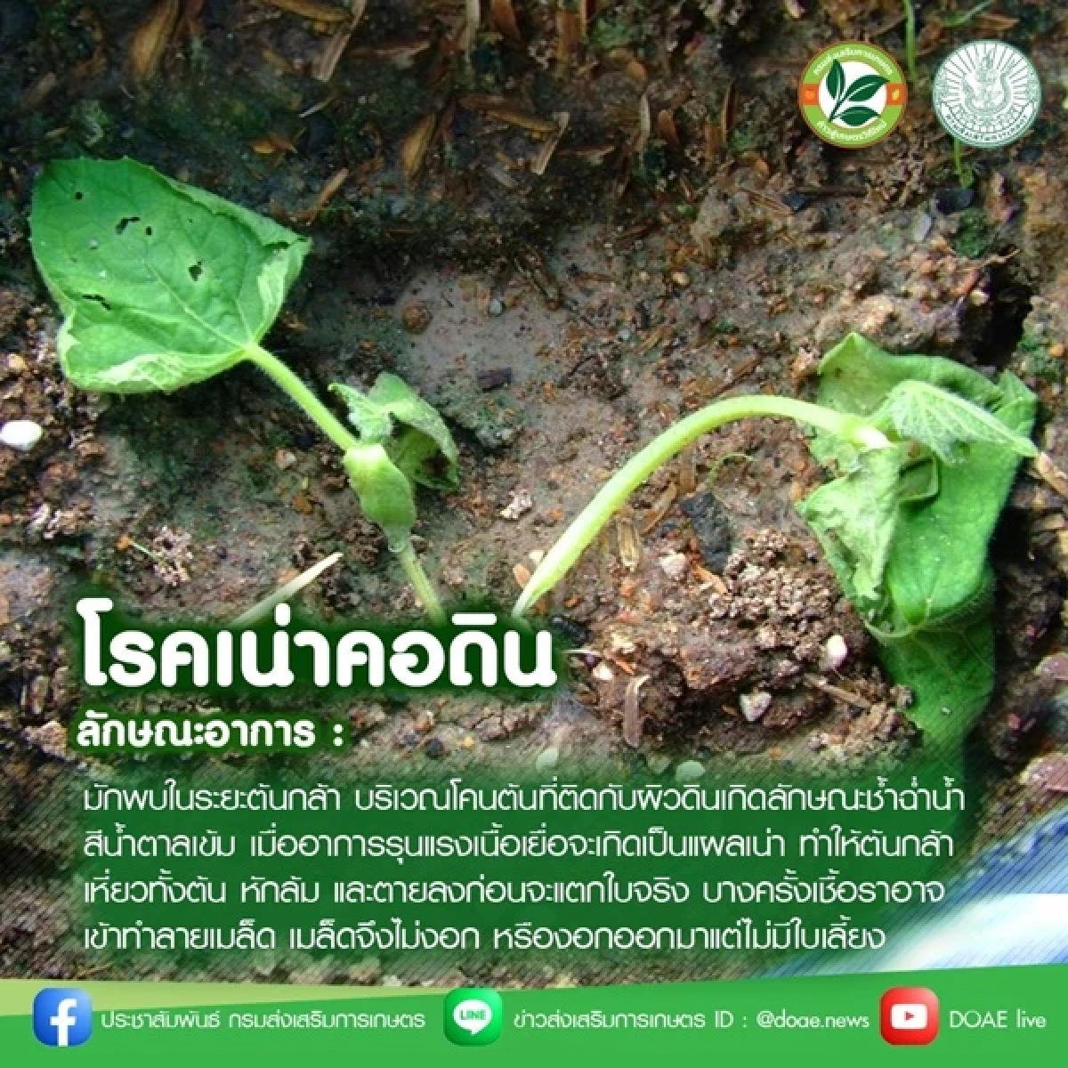 วิธีรับมือ \"5 โรคพืช\" สุดฮิตในช่วงฤดูฝน ลดความเสียหาย พืชงามแข็งแรง