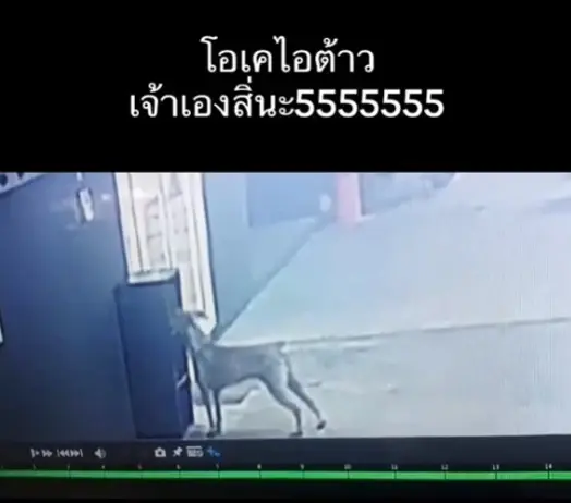 สาวตามหาขนม ถามทั้งคอนโดไม่มีใครตอบ พอดูกล้องวงจรปิดโกรธไม่ลง