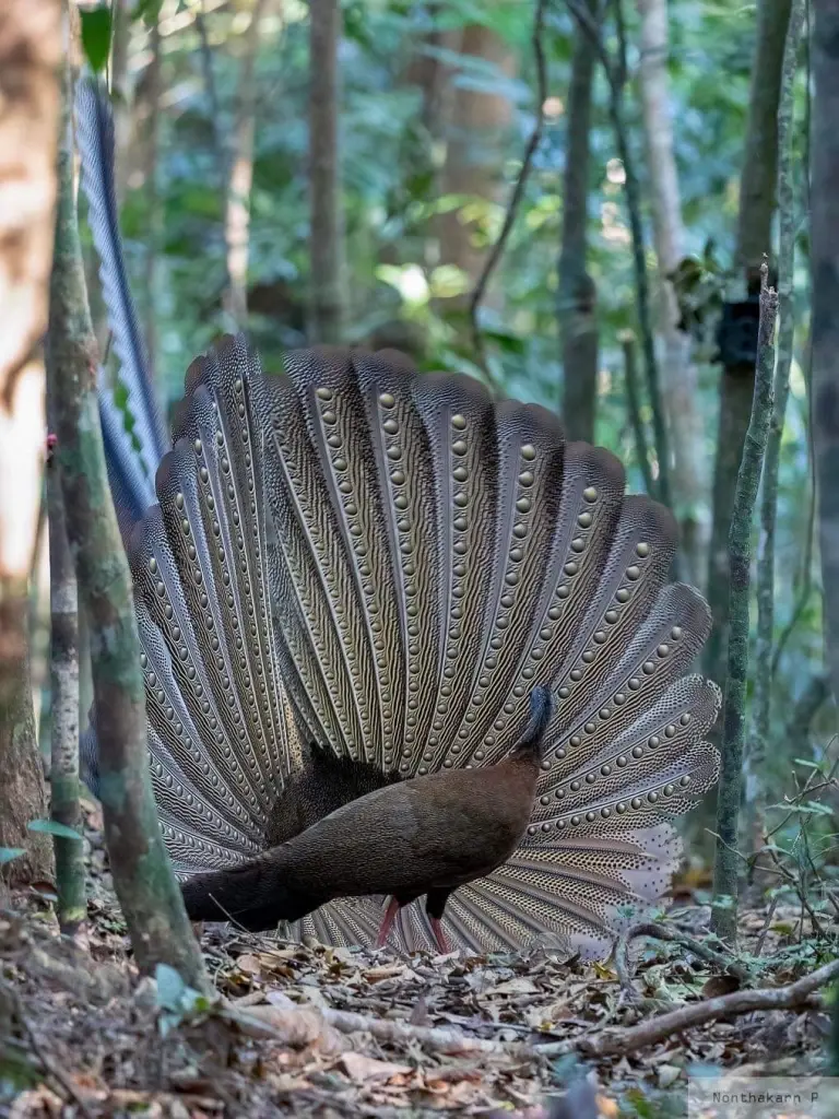 "นกหว้า" เจ้าของสมญานาม "เจ้าไก่ป่าแห่งเมืองใต้"