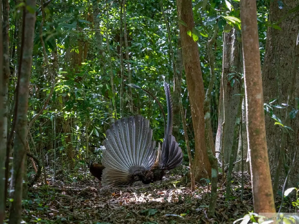 "นกหว้า" เจ้าของสมญานาม "เจ้าไก่ป่าแห่งเมืองใต้"
