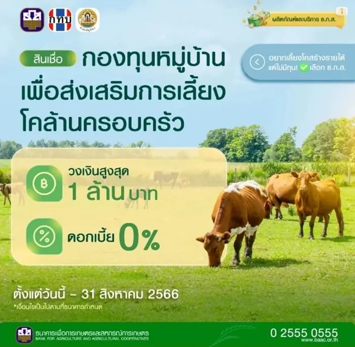 เช็กเงื่อนไขที่นี่ ธ.ก.ส.ปล่อยกู้ "โคล้านครอบครัว" วงเงินสูงสุด 1 ล้าน