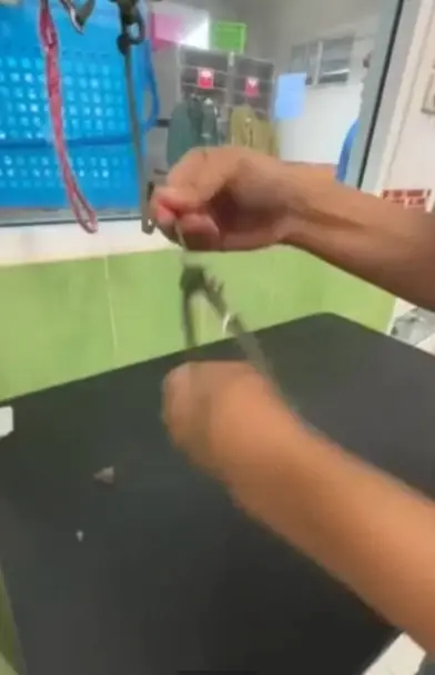 เจ้าของใจสลาย พาหมาไปอาบน้ำ แต่กลับเกิดเหตุไม่คาดฝัน