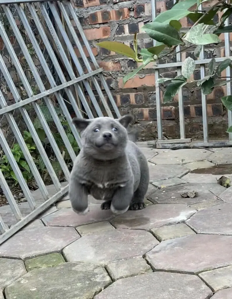 น้องดุ่ย หมาอ้วนหน้ามีมผู้โด่งดัง กลับดาวหมาแล้ว