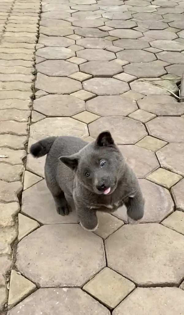 น้องดุ่ย หมาอ้วนหน้ามีมผู้โด่งดัง กลับดาวหมาแล้ว