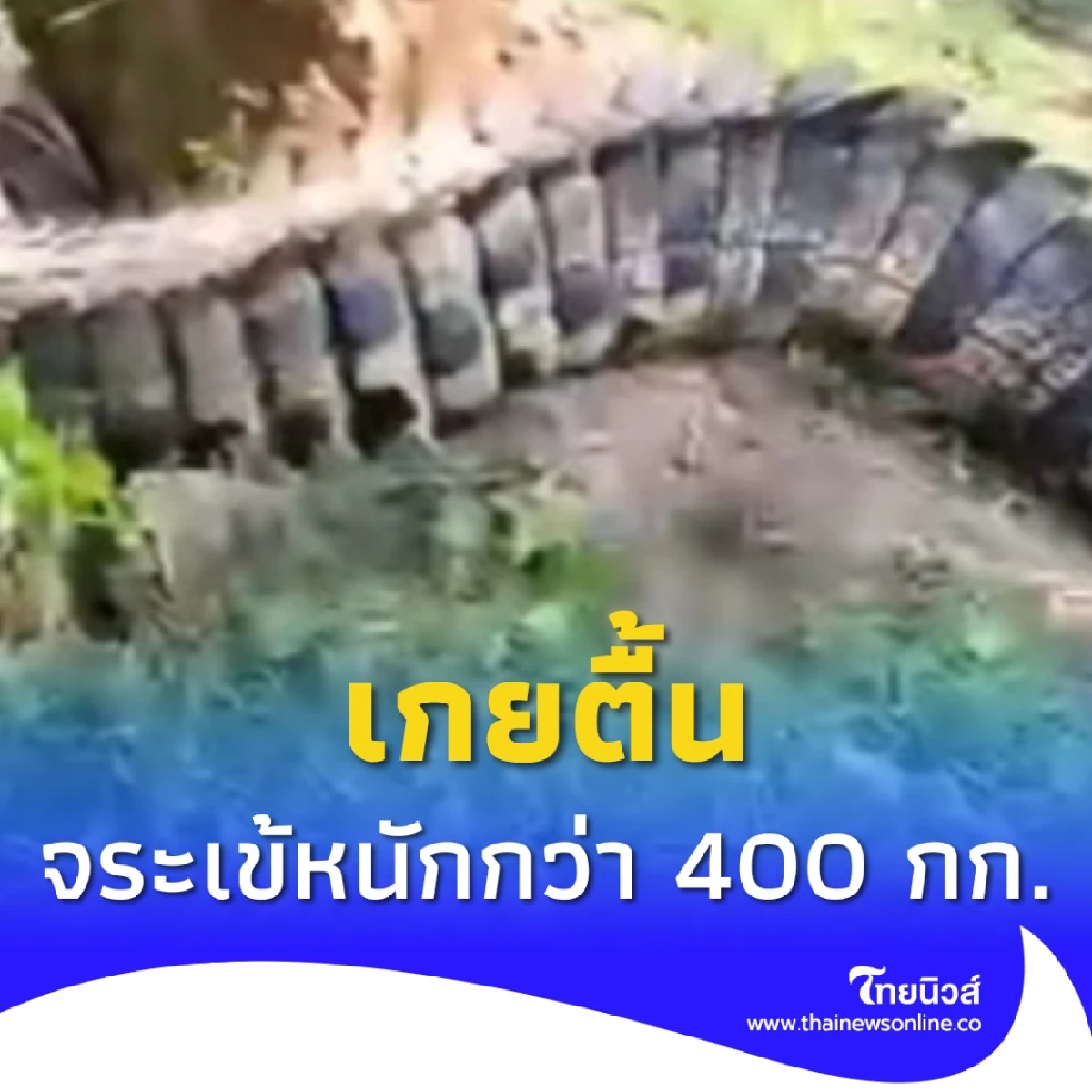 จระเข้ยักษ์หนักกว่า 400 กก. เกยตื้นในสวนปาล์ม ระดม 20 คนช่วยจับ