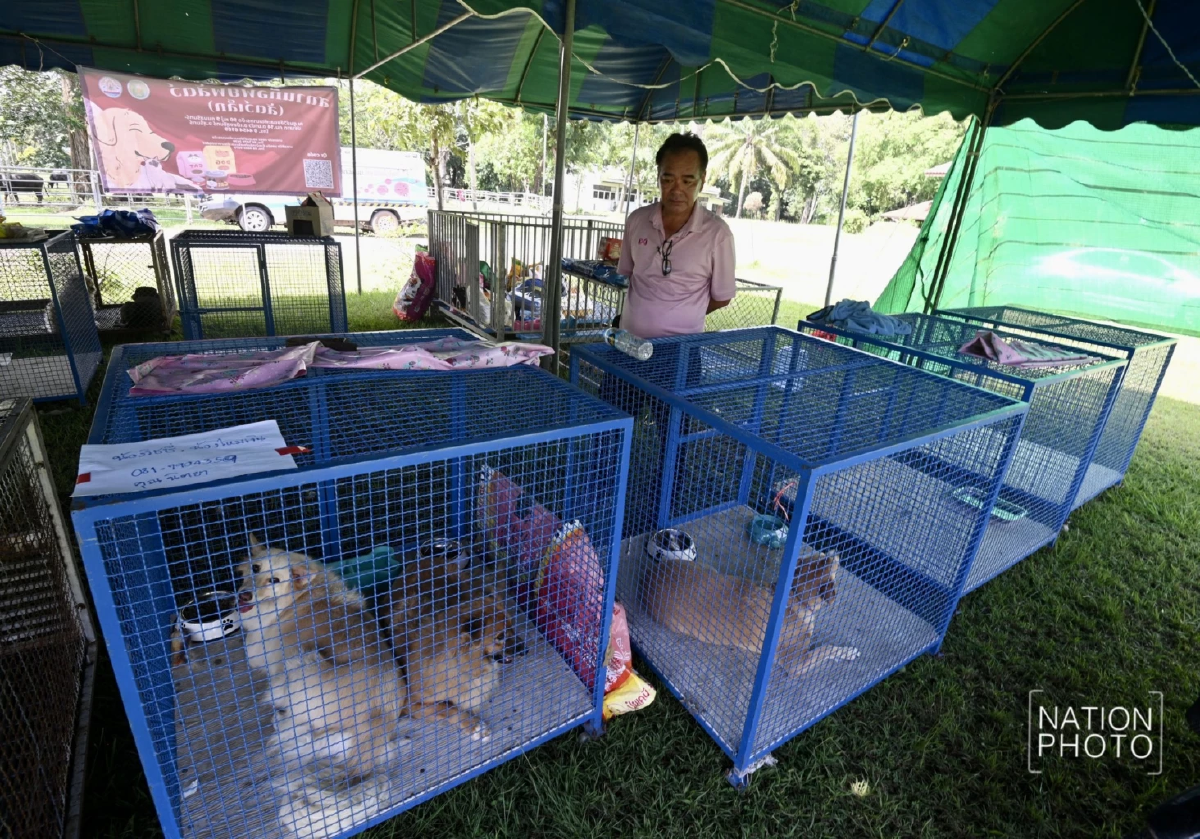 สุรินทร์เปิดจุดรองรับสัตว์อพยพกลางภาวะสงครามชายแดน