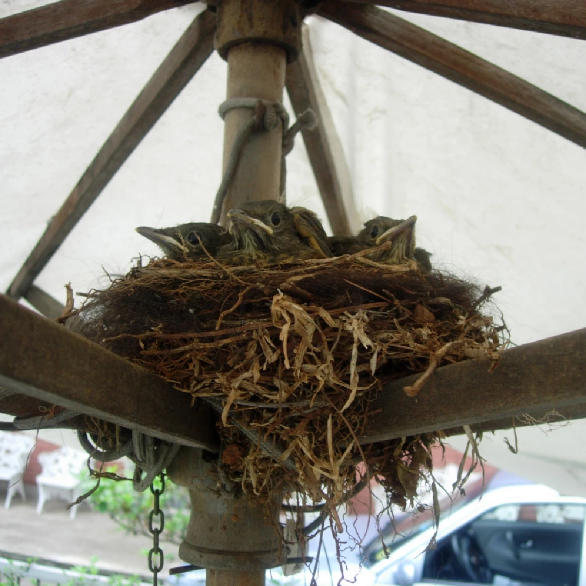 “บ้านที่นกมาทำรัง” สัญญาณของบ้านที่น่าอยู่ มีธรรมชาติที่สมดุลและอุดมสมบูรณ์