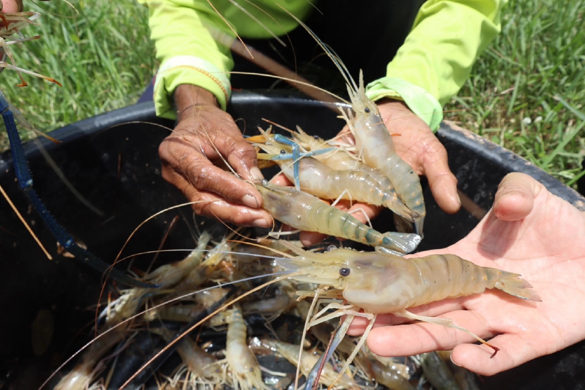 กุ้งก้ามกรามกาฬสินธุ์ คว้า GI การันตีคุณภาพ ทำเงินปีละ 538 ล้าน