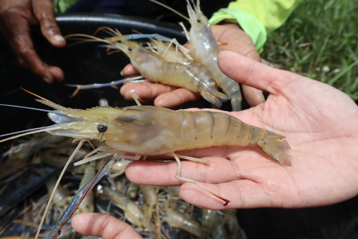 กุ้งก้ามกรามกาฬสินธุ์ คว้า GI การันตีคุณภาพ ทำเงินปีละ 538 ล้าน