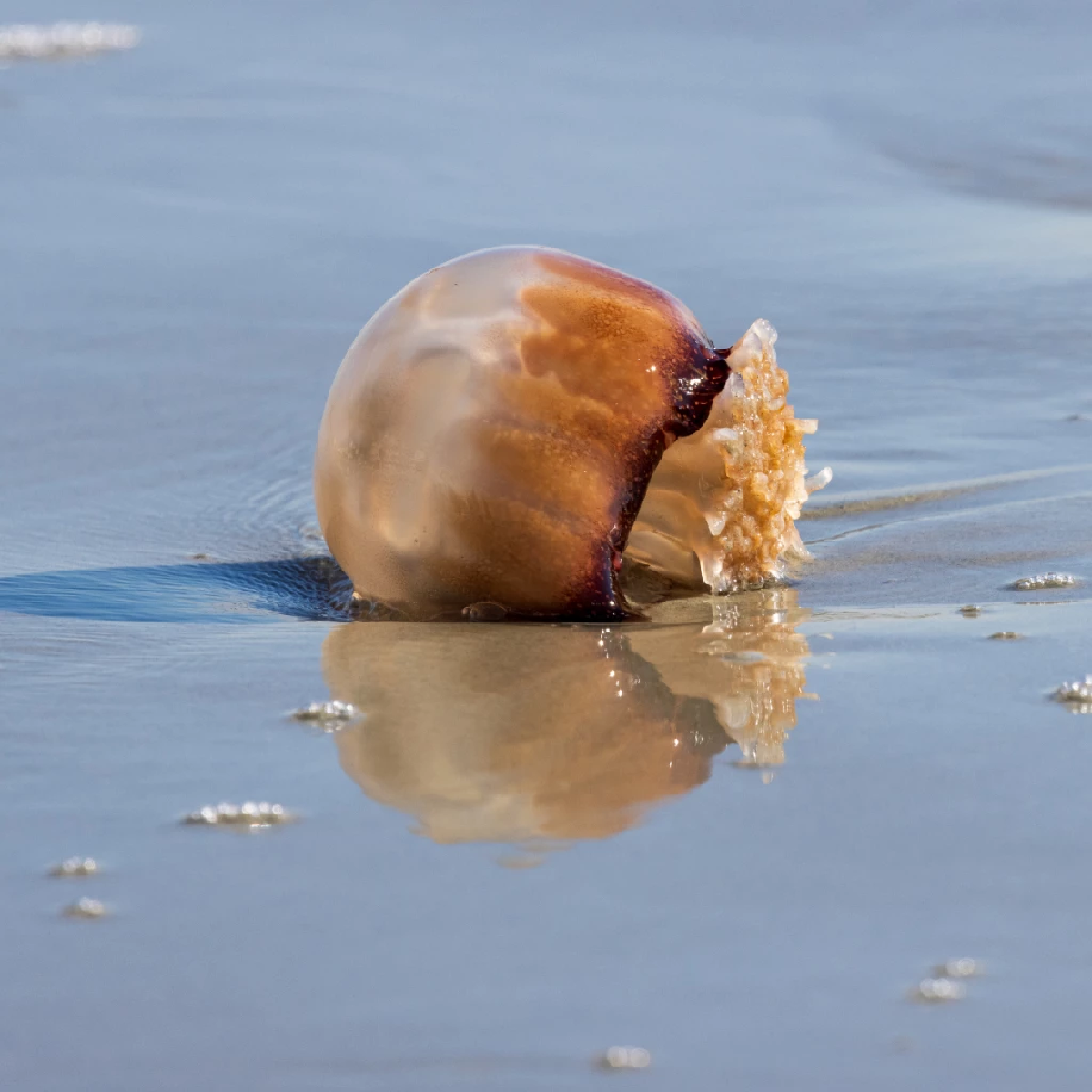 Cannonball Jellyfish
