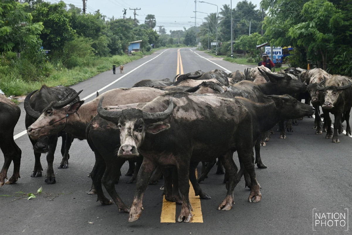 เสียงปืนใหญ่กลางดึกชายแดน วัวควายแตกตื่นตกใจวิ่งหนีออกจากคอก