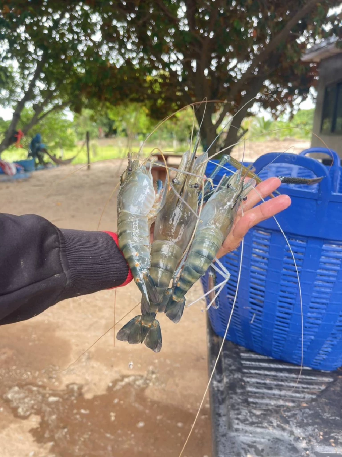 กุ้งก้ามกรามกาฬสินธุ์ คว้า GI การันตีคุณภาพ ทำเงินปีละ 538 ล้าน
