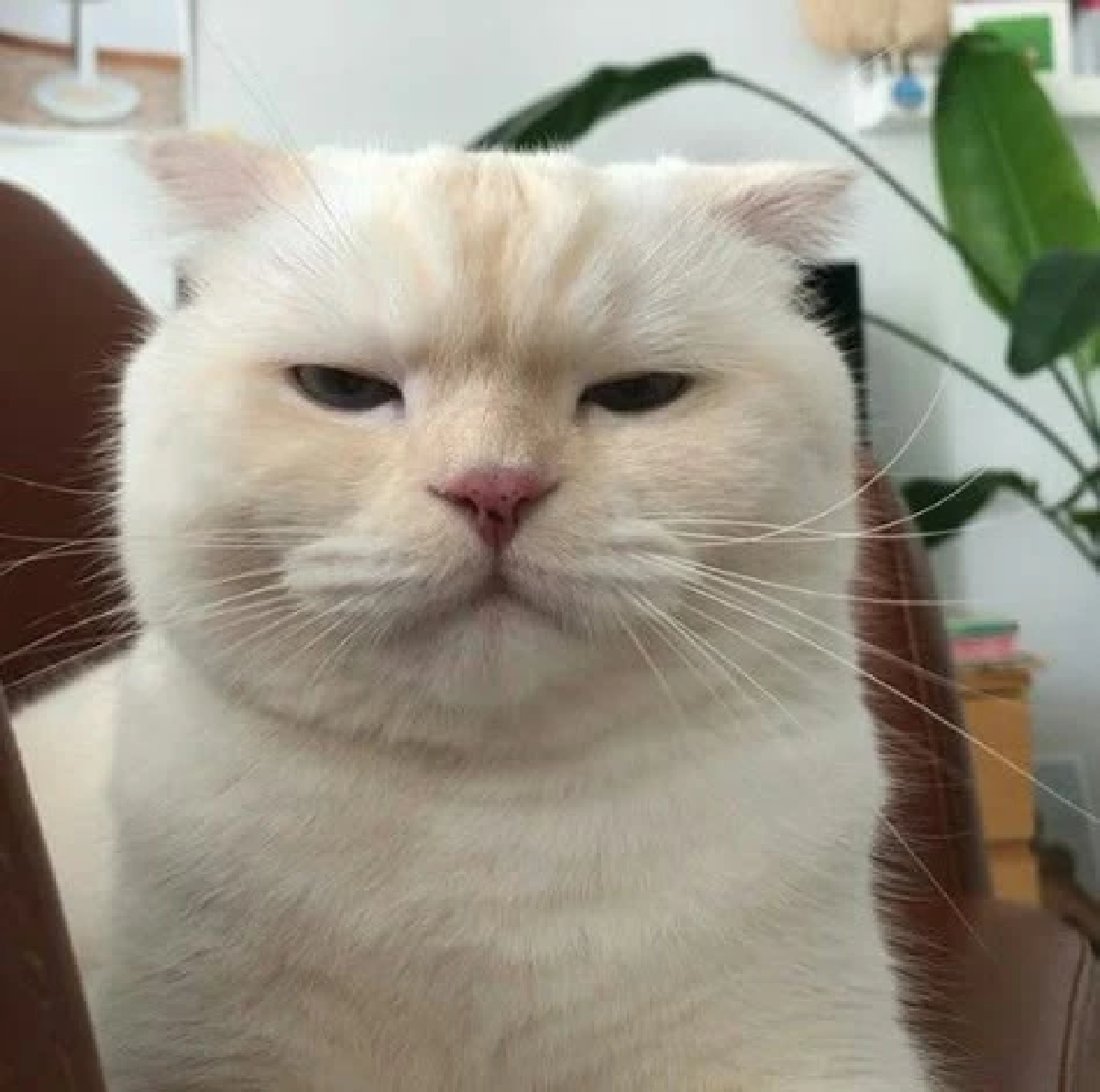 แมวไม่เล่นด้วย? อาการงอนที่คุณอาจไม่รู้ และวิธีทำให้เค้าหายงอน